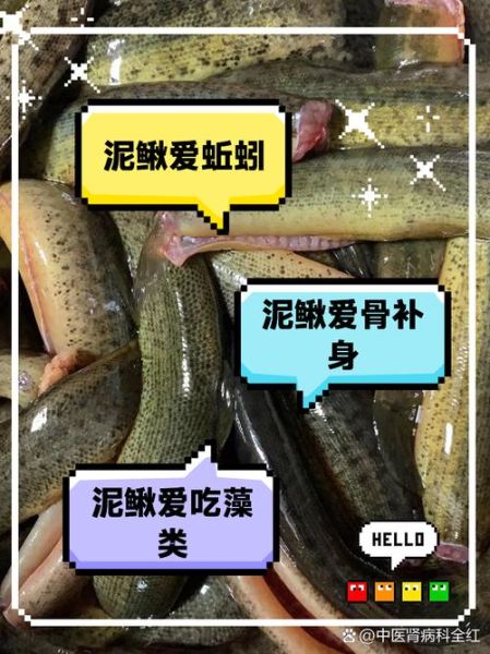 孕妇能吃泥鳅吗_孕妇吃泥鳅对胎儿好吗-第3张图片-星辰妙记