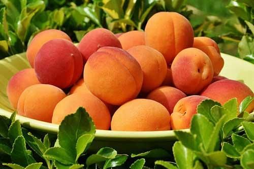 孕妇梦见大饼是什么意思_孕妇梦见大饼生男生女-第1张图片-星辰妙记