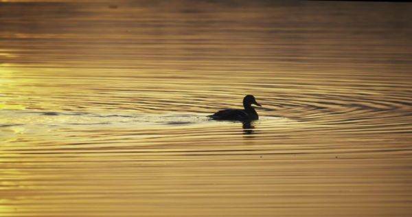 适马150-600mm值得买吗_实拍画质如何-第3张图片-星辰妙记