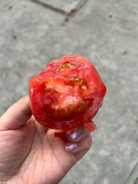 孕妇梦见摘番茄是男孩吗_胎梦解析-第2张图片-星辰妙记