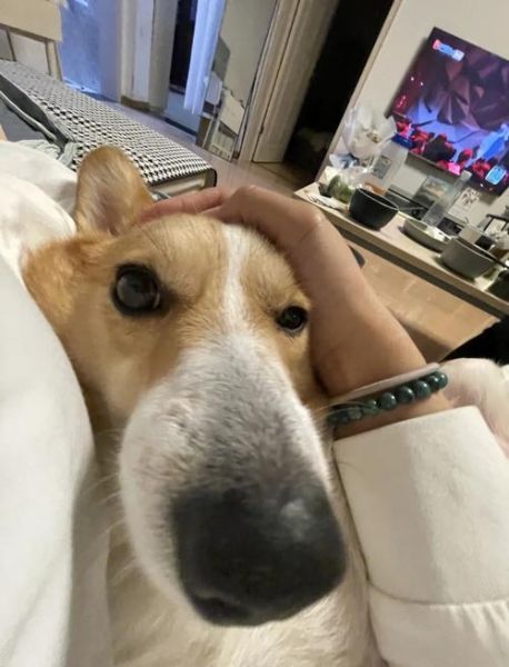 镜头狗头是什么_狗头镜头适合拍什么-第3张图片-星辰妙记