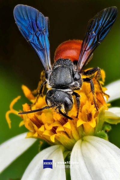 一百微镜头是什么_如何用手机拍好微距-第2张图片-星辰妙记