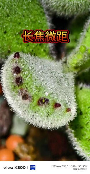 一百微镜头是什么_如何用手机拍好微距-第1张图片-星辰妙记