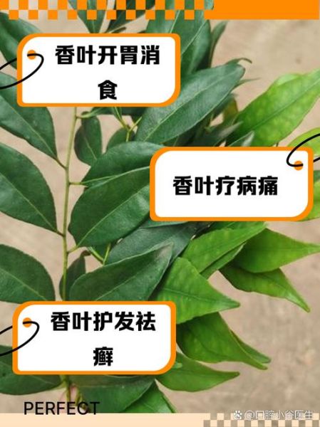 孕妇能吃香叶吗_香叶对孕妇的影响-第1张图片-星辰妙记