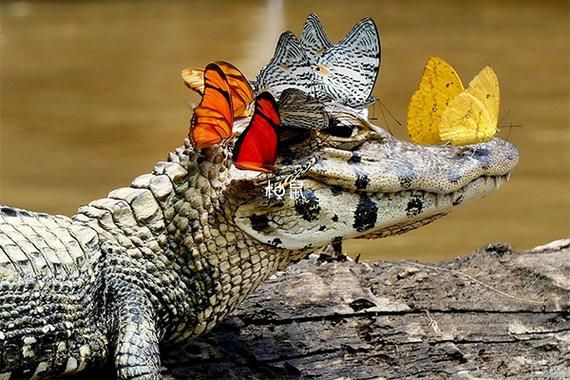 孕妇梦见鳄鱼是什么意思_孕妇梦见鳄鱼生男生女-第2张图片-星辰妙记