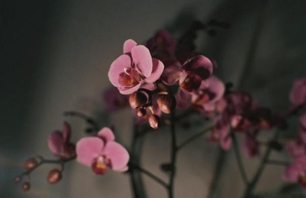 25mm镜头适合拍什么_25mm镜头虚化效果好吗-第2张图片-星辰妙记