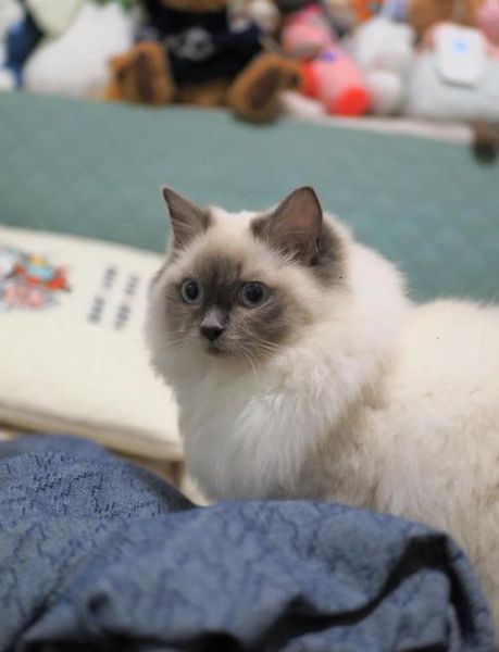 25mm镜头适合拍什么_25mm镜头虚化效果好吗-第3张图片-星辰妙记