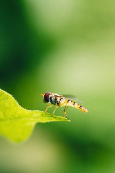 腾龙微距镜头哪款好_腾龙90mm和腾龙60mm怎么选-第1张图片-星辰妙记