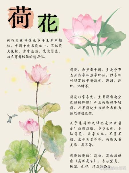 荷花怎么写_荷花的象征意义有哪些-第1张图片-星辰妙记