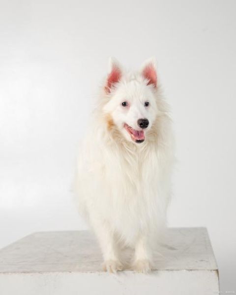 孕妇梦到狗是什么意思_孕妇梦见狗是生男生女-第2张图片-星辰妙记