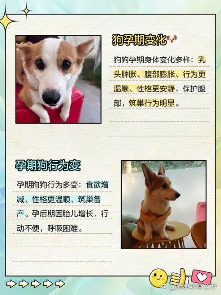 孕妇梦到狗是什么意思_孕妇梦见狗是生男生女-第3张图片-星辰妙记