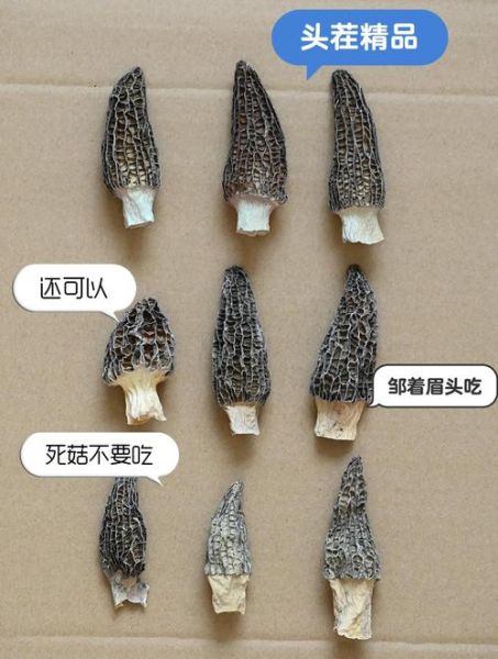 孕妇不能吃哪些菌类_孕期食用菌禁忌-第2张图片-星辰妙记