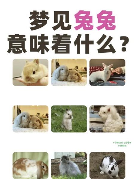 孕妇梦见兔子是什么意思_孕妇梦见兔子生男生女-第1张图片-星辰妙记
