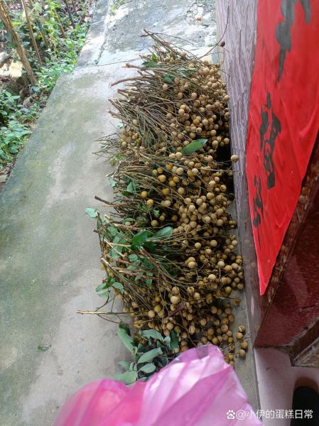 摘龙眼作文怎么写_摘龙眼的细节描写有哪些-第2张图片-星辰妙记