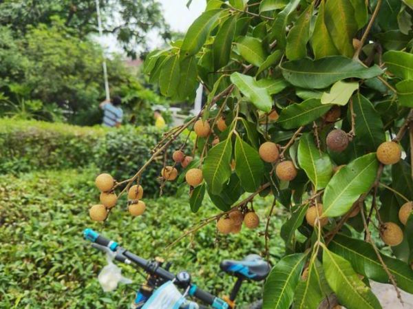 摘龙眼作文怎么写_摘龙眼的细节描写有哪些-第3张图片-星辰妙记