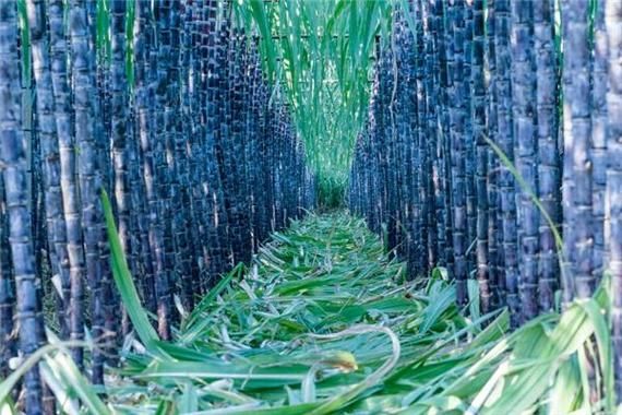 孕妇梦见甘蔗是男是女_周公解梦可信吗-第1张图片-星辰妙记