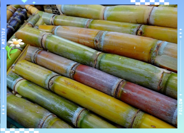 孕妇梦见甘蔗是男是女_周公解梦可信吗-第3张图片-星辰妙记