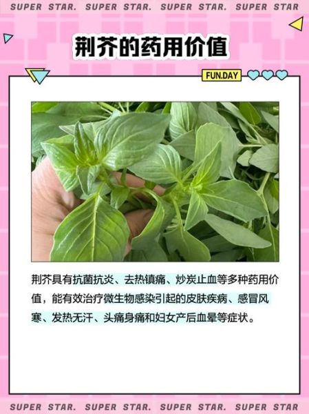 孕妇能吃荆芥吗_荆芥对孕妇的影响-第1张图片-星辰妙记