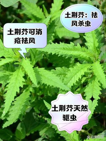 孕妇能吃荆芥吗_荆芥对孕妇的影响-第2张图片-星辰妙记