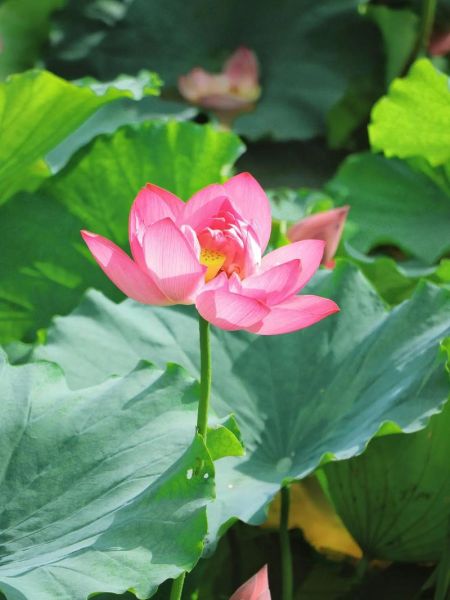 长焦镜头是什么意思_长焦镜头适合拍什么-第2张图片-星辰妙记