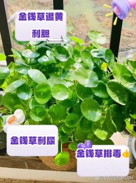金钱草孕妇可以吃吗_金钱草对孕妇安全吗-第3张图片-星辰妙记