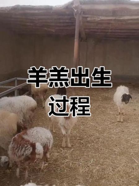 孕妇梦见羊是什么意思_孕妇梦见羊生男生女-第3张图片-星辰妙记