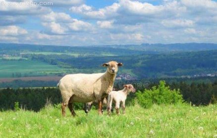 孕妇梦见羊是什么意思_孕妇梦见羊生男生女-第2张图片-星辰妙记