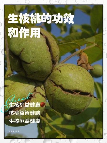 孕妇能吃生核桃吗_生核桃对胎儿的好处-第1张图片-星辰妙记