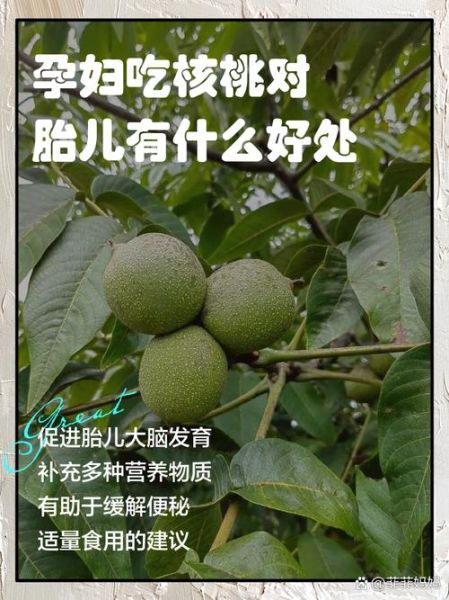 孕妇吃核桃的最佳时间_孕妇吃核桃一天吃几个-第2张图片-星辰妙记