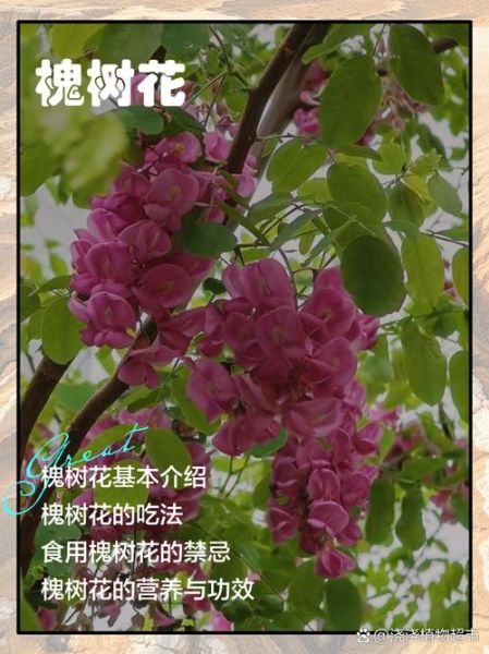 孕妇可以吃槐花吗_孕妇吃槐花注意事项-第1张图片-星辰妙记