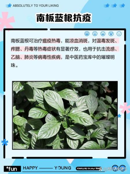 孕妇可以吃板蓝根吗_板蓝根对胎儿有影响吗-第1张图片-星辰妙记