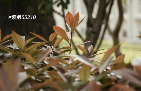 索尼无线镜头怎么用_索尼无线镜头值得买吗-第3张图片-星辰妙记 索尼无线镜头怎么用_索尼无线镜头值得买吗-第3张图片-星辰妙记