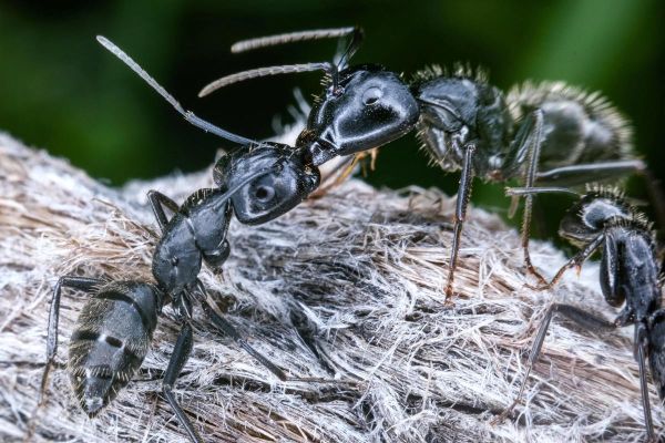 自制微距镜头_如何DIY微距镜头-第1张图片-星辰妙记