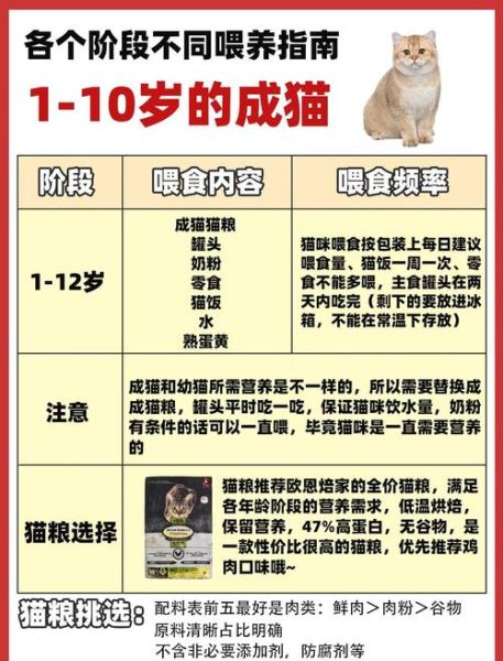 小猫咪怎么养_小猫咪爱吃什么-第1张图片-星辰妙记