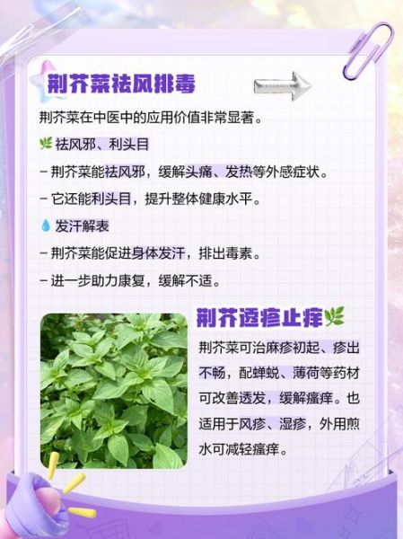 孕妇能吃荆芥菜吗_荆芥菜对孕妇的影响-第1张图片-星辰妙记