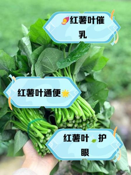 孕妇能吃红薯叶吗_红薯叶对孕妇的好处-第1张图片-星辰妙记