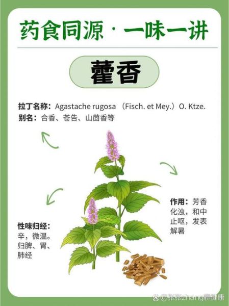 孕妇可以吃藿香吗_藿香对孕妇的影响-第1张图片-星辰妙记