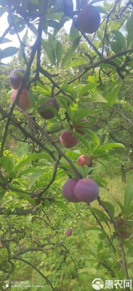 灰子水果孕妇可以吃吗_灰子水果对胎儿有影响吗-第1张图片-星辰妙记