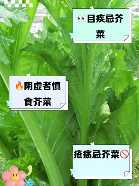 孕妇可以吃芥菜吗_芥菜对孕妇的影响-第1张图片-星辰妙记