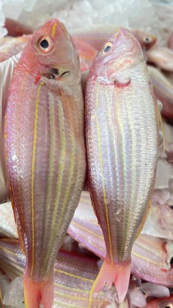 孕妇能吃红衫鱼吗_红衫鱼孕期食用禁忌-第1张图片-星辰妙记