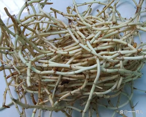 孕妇可以吃折耳根吗_折耳根孕妇能吃吗-第1张图片-星辰妙记 孕妇可以吃折耳根吗_折耳根孕妇能吃吗-第1张图片-星辰妙记