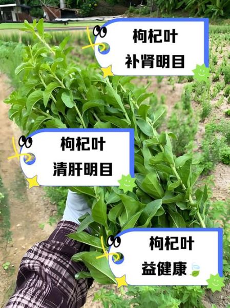 孕妇可以吃枸杞叶吗_枸杞叶对孕妇有什么好处-第1张图片-星辰妙记