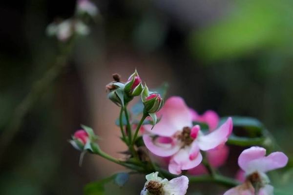 f4光圈适合拍什么_f4镜头虚化效果好吗-第1张图片-星辰妙记 f4光圈适合拍什么_f4镜头虚化效果好吗-第1张图片-星辰妙记