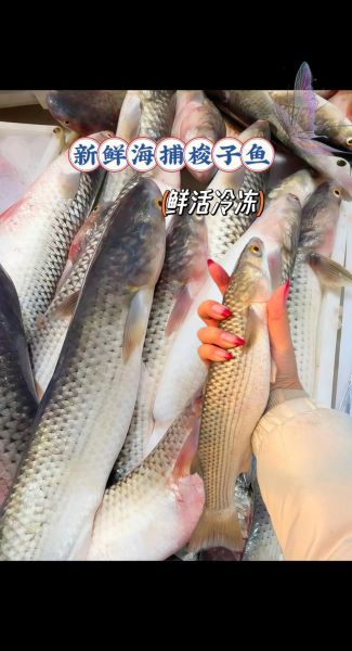 孕妇可以吃梭鱼吗_梭鱼对孕妇的好处与禁忌-第3张图片-星辰妙记 孕妇可以吃梭鱼吗_梭鱼对孕妇的好处与禁忌-第3张图片-星辰妙记