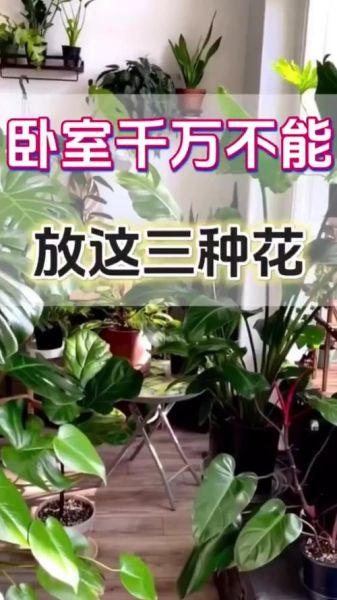 孕妇卧室适合放什么花_哪些花不能放-第1张图片-星辰妙记 孕妇卧室适合放什么花_哪些花不能放-第1张图片-星辰妙记