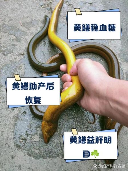 孕妇梦到很多黄鳝_是什么意思-第3张图片-星辰妙记 孕妇梦到很多黄鳝_是什么意思-第3张图片-星辰妙记