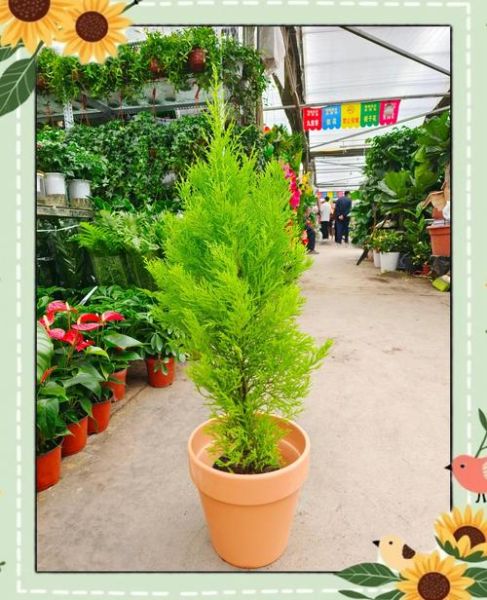 一棵松树能活多久_松树为什么四季常青-第3张图片-星辰妙记 一棵松树能活多久_松树为什么四季常青-第3张图片-星辰妙记