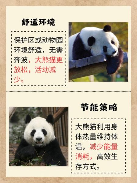 熊猫为什么被视为国宝_熊猫的生活习性有哪些-第1张图片-星辰妙记 熊猫为什么被视为国宝_熊猫的生活习性有哪些-第1张图片-星辰妙记