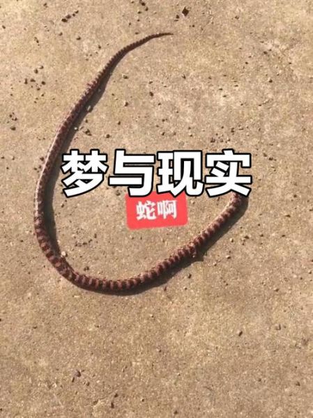 孕妇梦见蛇被打死是什么意思_孕妇梦见蛇被打死预示什么-第3张图片-星辰妙记