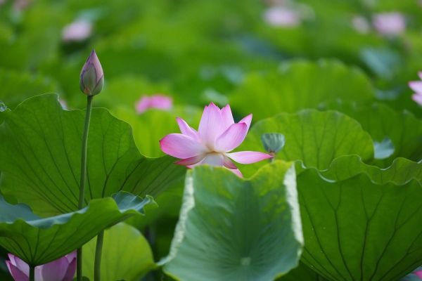 70200镜头适合拍风景吗_70200镜头风景拍摄技巧-第2张图片-星辰妙记